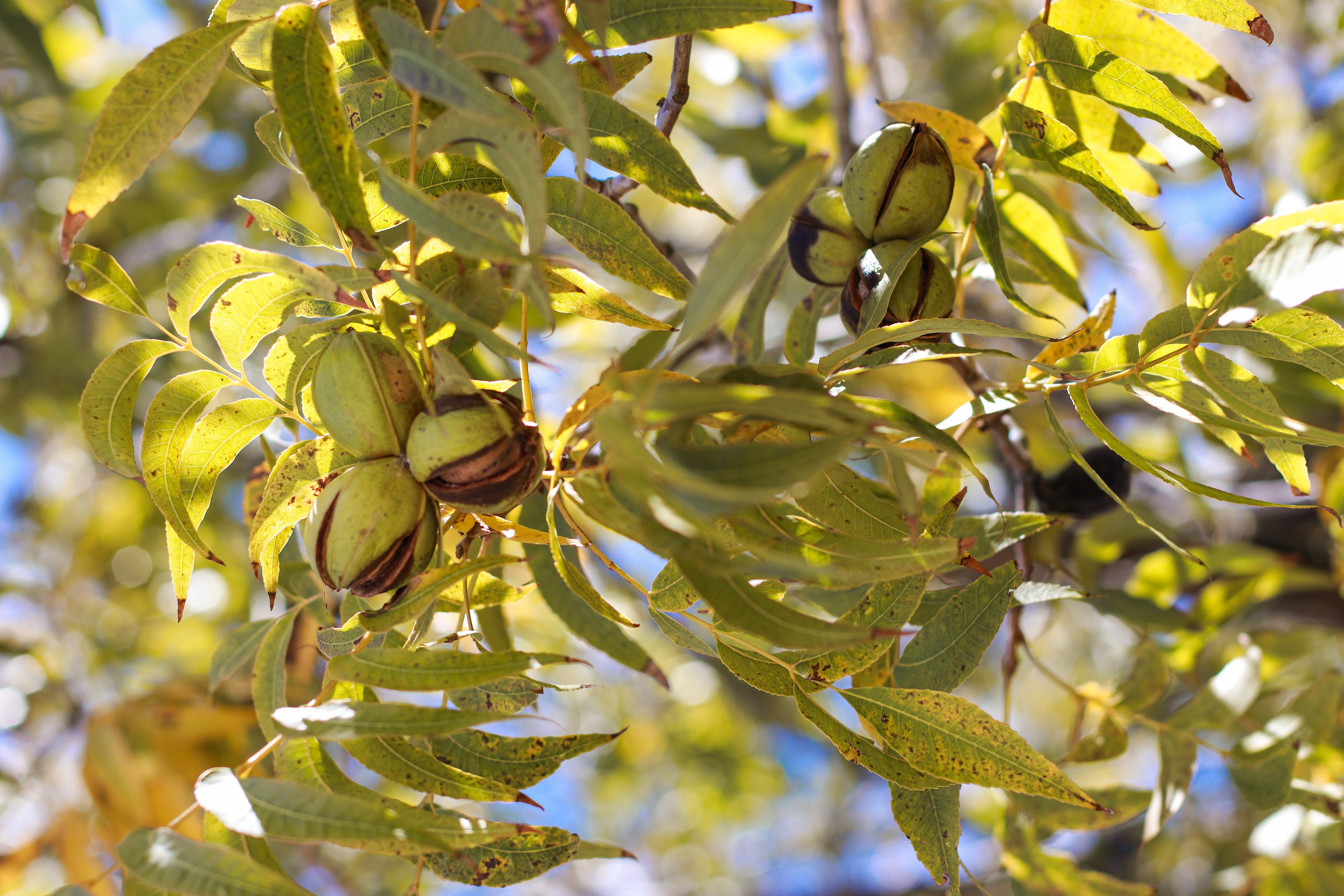 Pecans on a tree branch with green leaves
